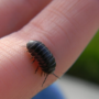 Rolly Pollies