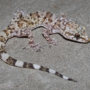 P-B10-W92-04-Lizard