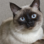 P-B10-W93-11-Siamese-cat