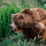P-B10-W95-08-Grizzly-bear