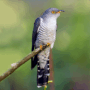P-B10-W96-09-A-cuckoo-bird
