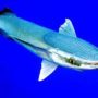 Remora Fish-3