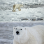 P-B4-W33-07-Polar-bears