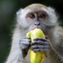 P-B4-W38-08-Monkey-eating-banana
