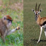 P-B5-W43-01-Monkey-and-gazelle