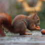 P-B7-W61-01-Squirrel-collecting-nuts