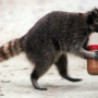 P-B7-W63-02-Raccoon-holding-a-peanut-butter-jar