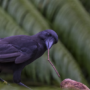 P-B7-W70-04-Crow-trying-to-get-food