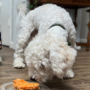 P-B8-W73-06-Dog-sniffing-food