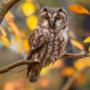 P-B8-W74-01-Owl_1