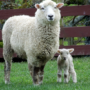 P-B8-W78-01-Ewe-and-lamb