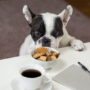 P-B8-W79-01-Dog-looking-at-food-on-the-table